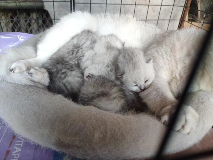猫猫幼崽 - 知乎