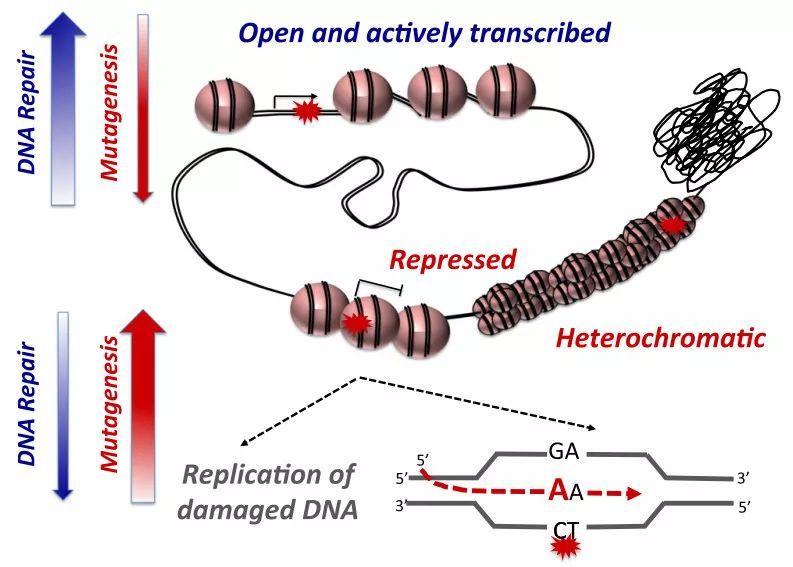 详解 UV 诱导的 DNA 损伤和修复 - 知乎