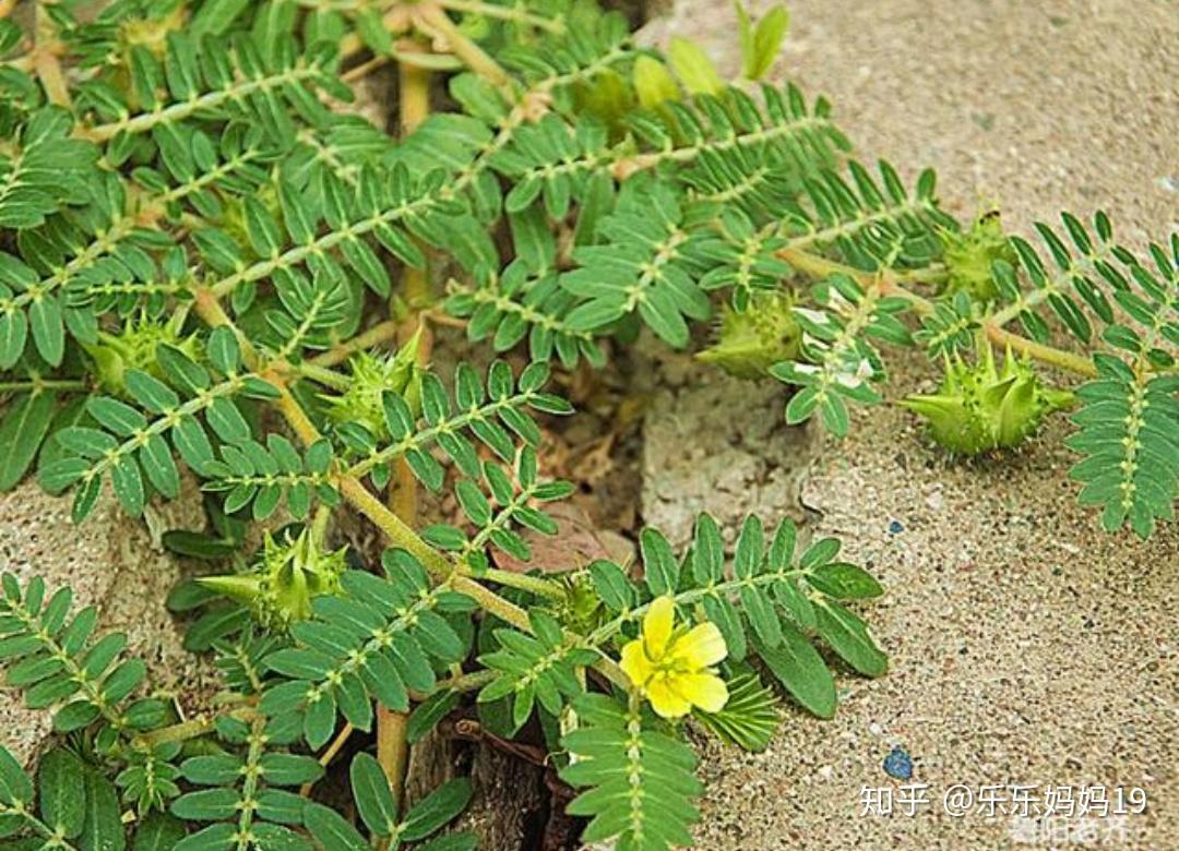 墙有茨诗经鄘风02