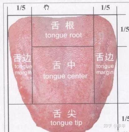 舌诊系列~第一讲 - 知乎