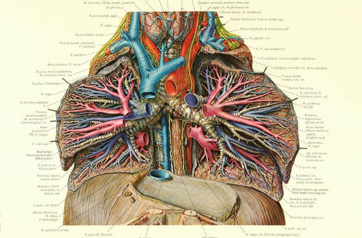 欧美经典 人体解剖图谱 概览 知乎