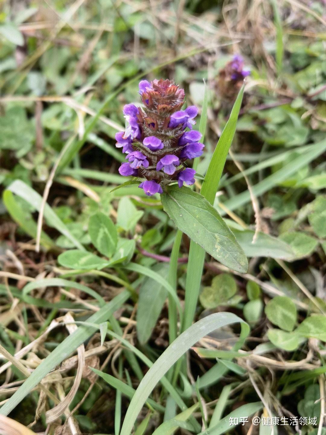 "个性"中药【夏枯草】:专攻肝火引起的【目珠疼痛,痰饮症】 - 知乎