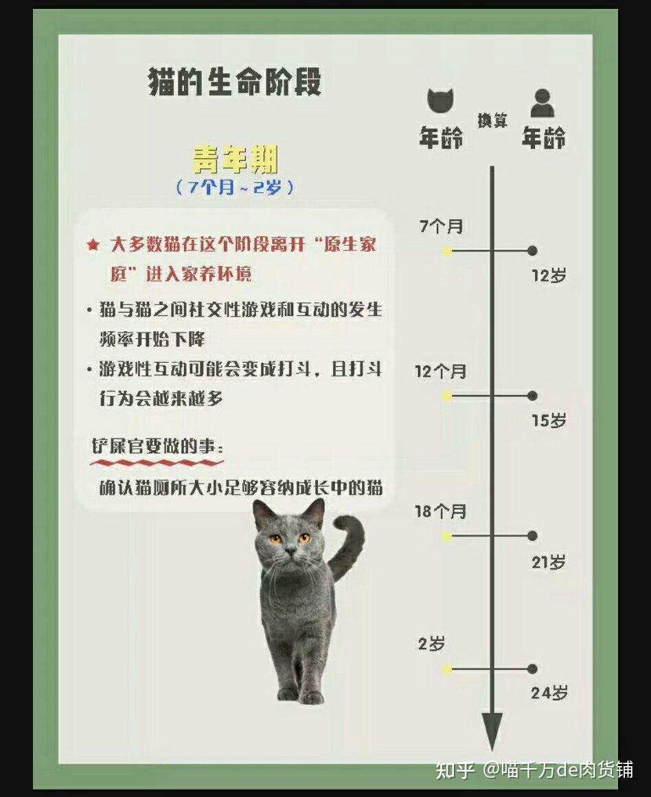 猫咪百科猫咪的生命周期