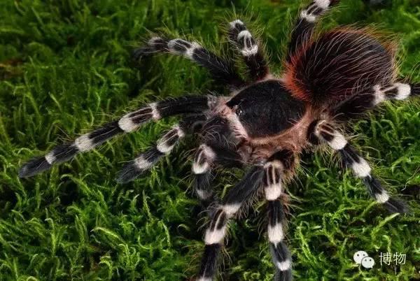 捕鸟蛛八足八眼长毛怪