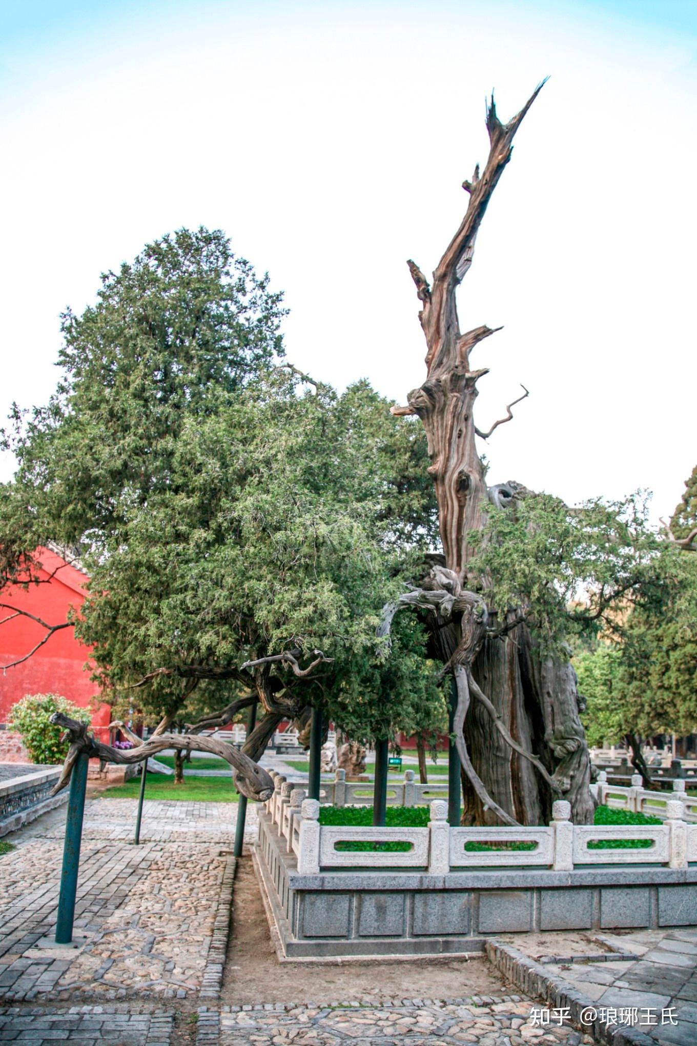 桑塔纳游岱庙之汉柏院