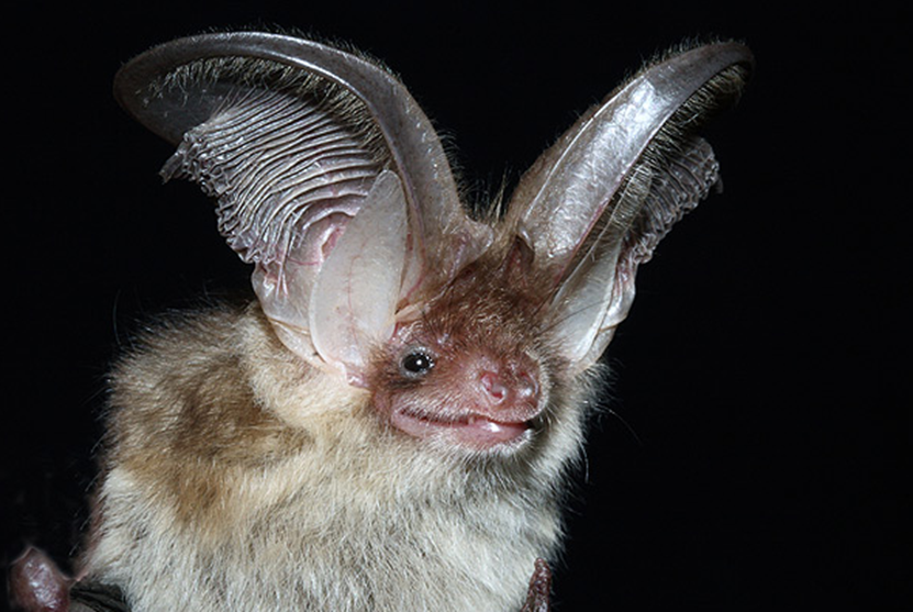 大耳蝠,属食虫蝠btw,图中那块白色,像一片叶子的,是大耳蝠的耳屏,也就