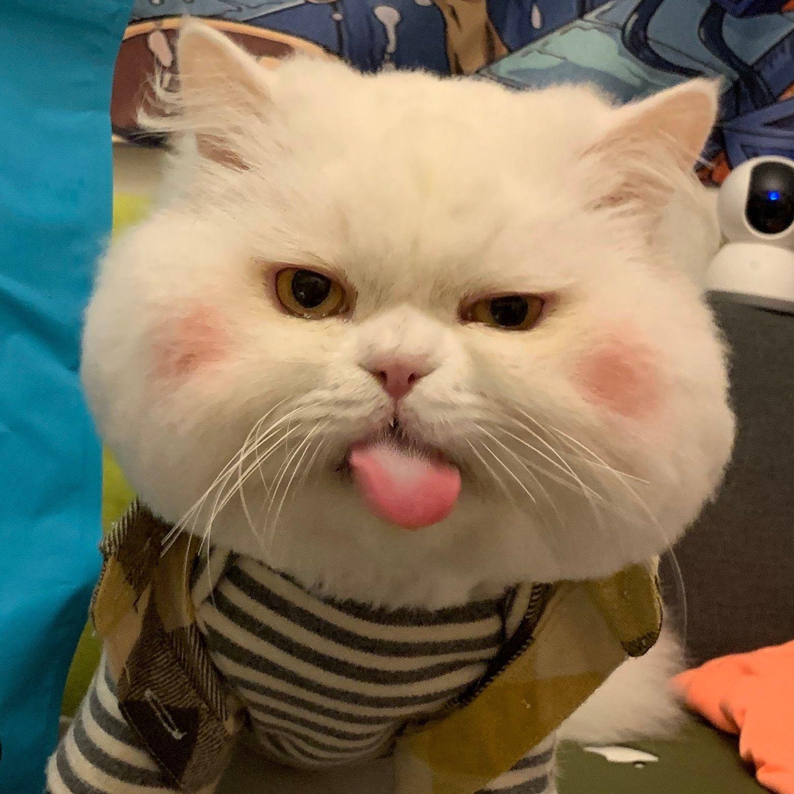 有没有一些有人有猫的女生头像? - 知乎