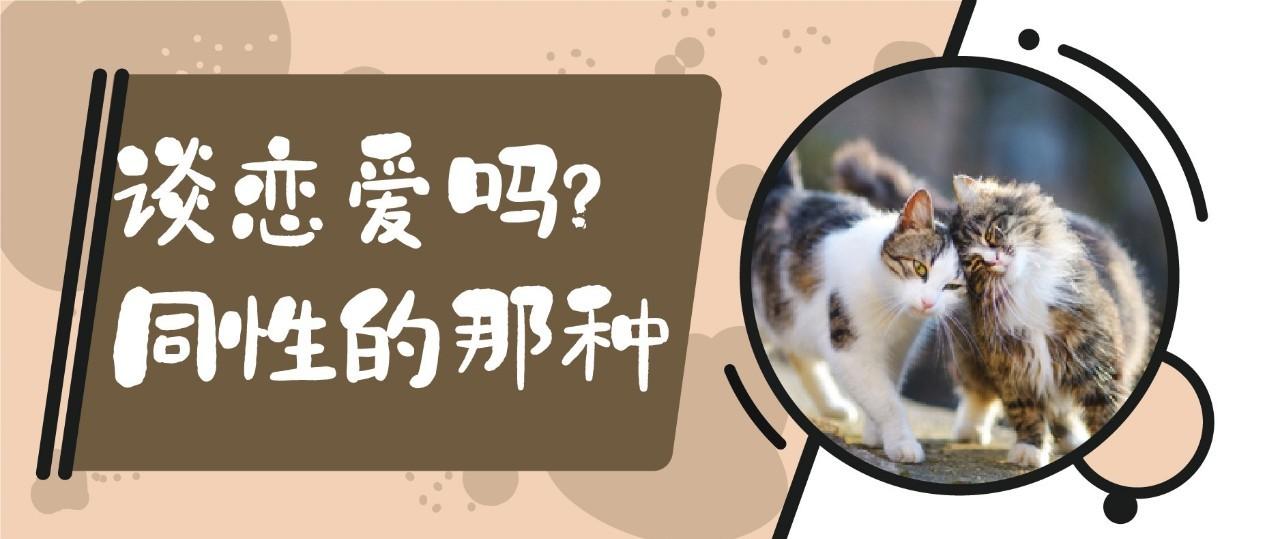 主子可直可弯 公母不忌 揭秘猫咪的同性性行为 知乎