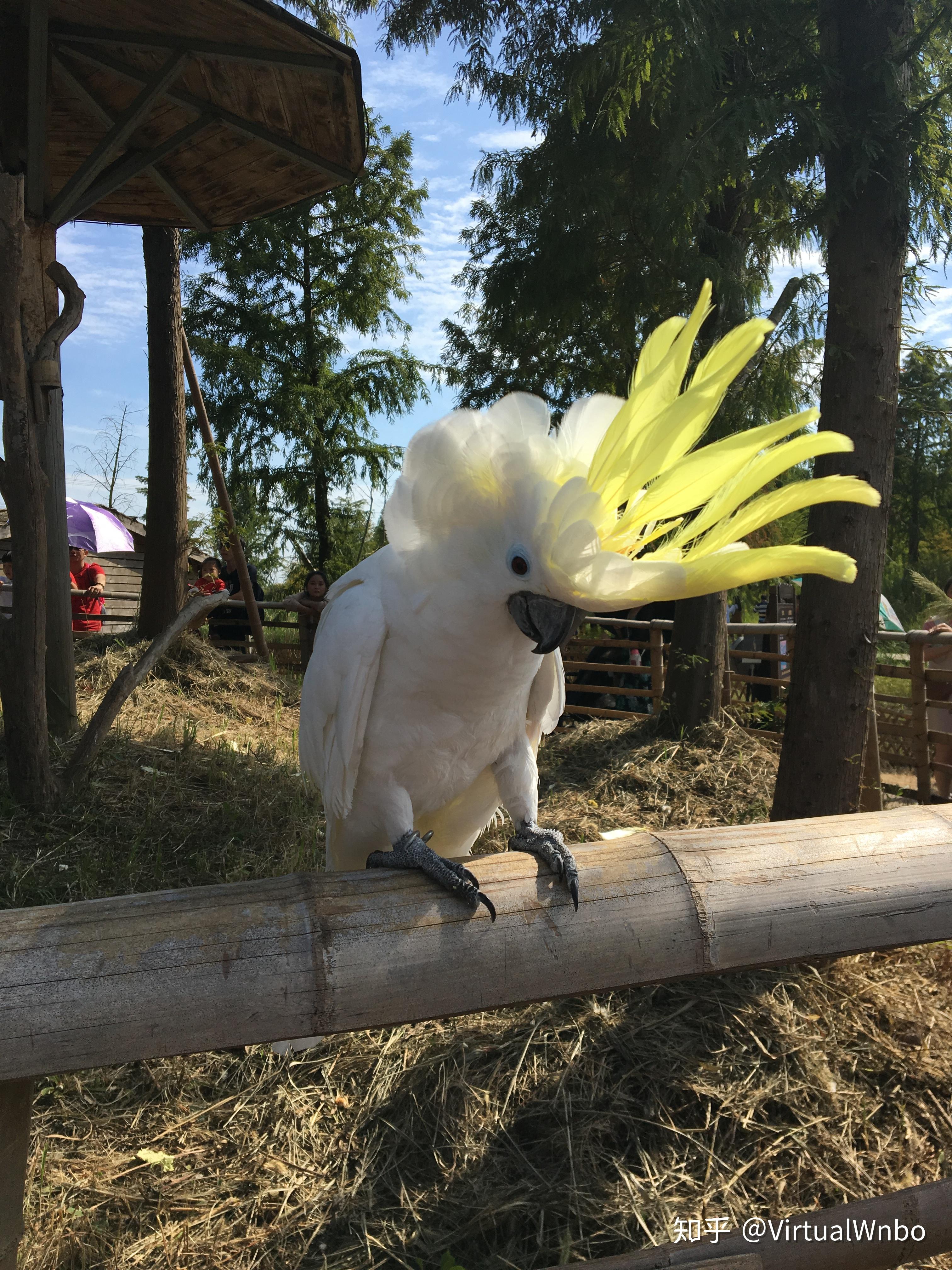 园区内像是半个动物园,天上飞的地上走的水里游的全都有,种类也挺丰富