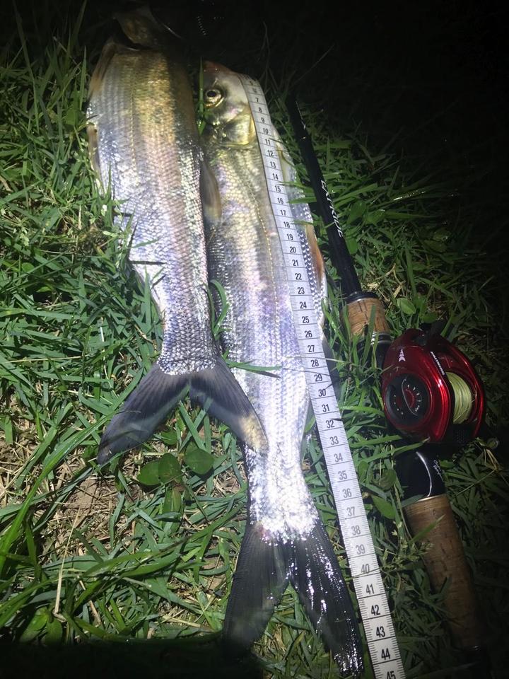 夏季夜钓翘嘴,带什么饵都别忘带上波爬