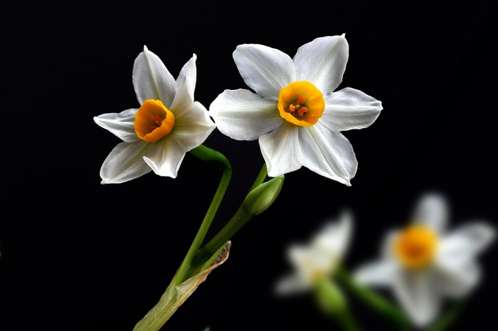 水仙花幽雅倩丽 如果想继续栽培 花期后该如何处理 知乎 水仙花幽雅倩丽 如果想继续栽培 花期后该如何处理 知乎