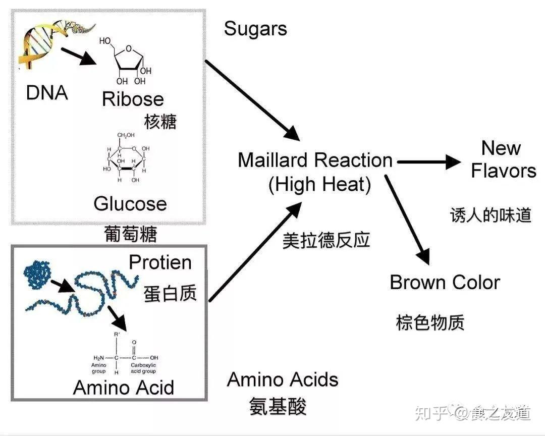 抗糖原理图片