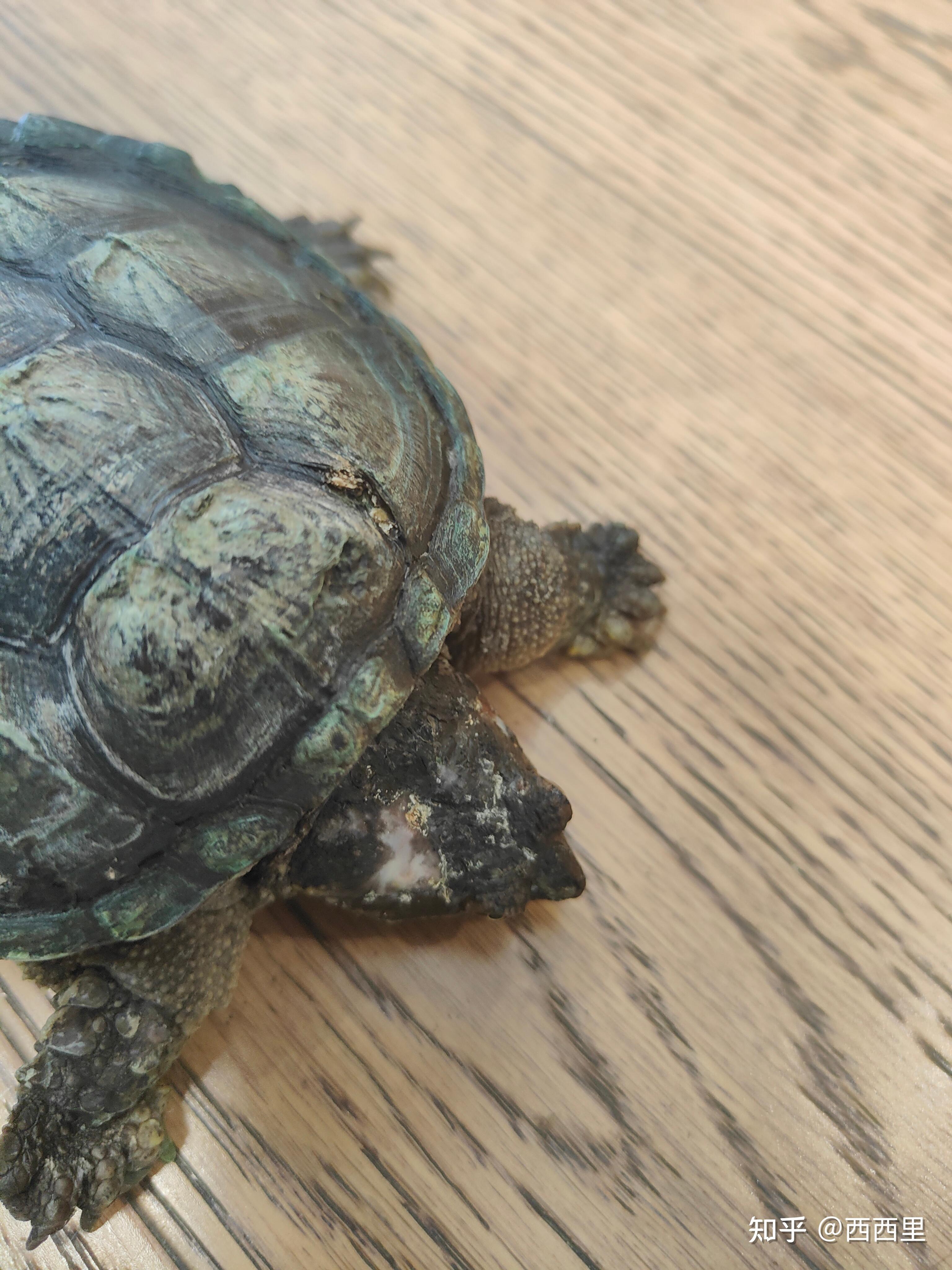 鳄龟腐甲怎么治疗? - 知乎