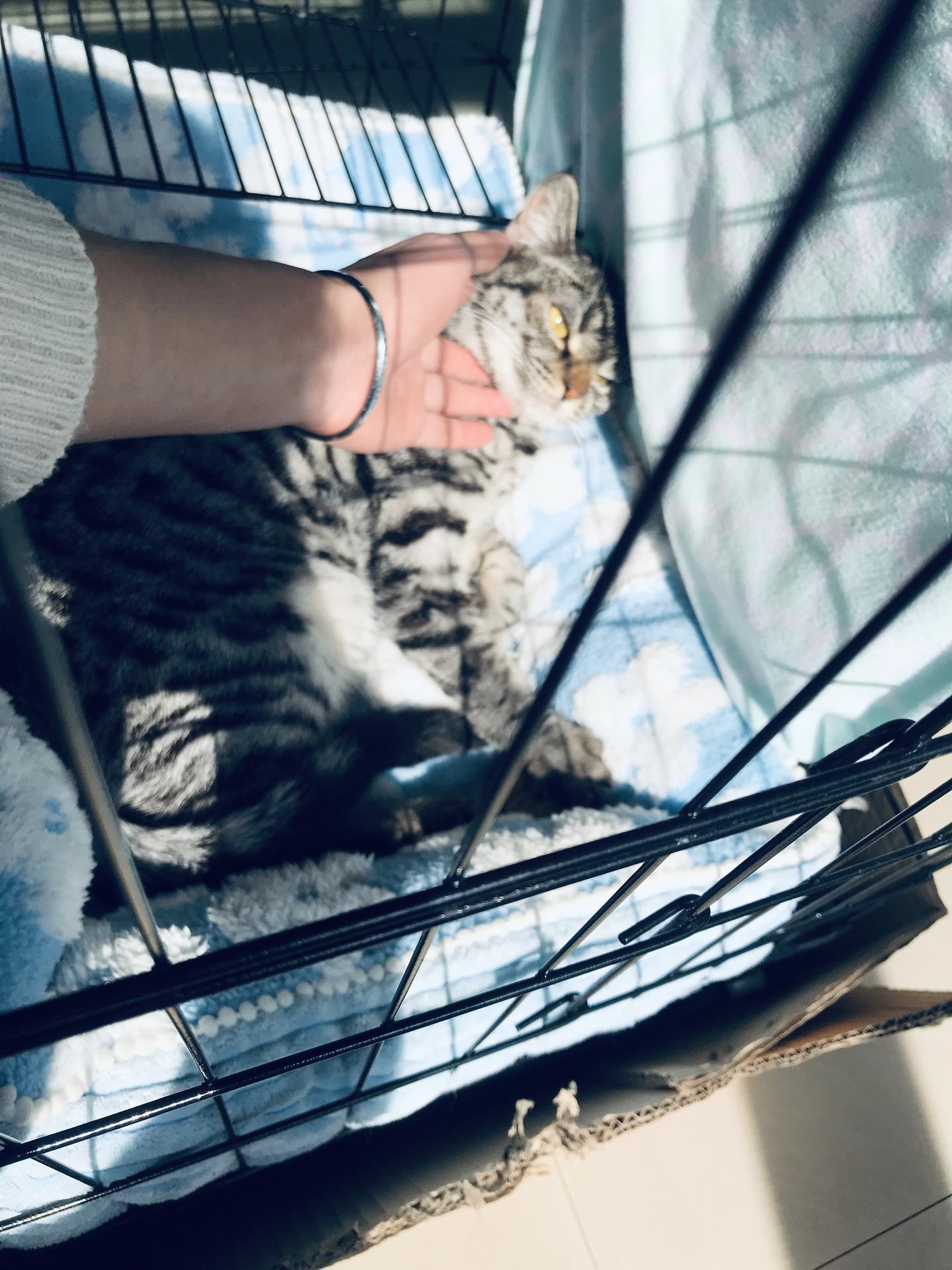 19 2 9 雨 做我的猫 知乎 19 2 9 雨 做我的猫 知乎