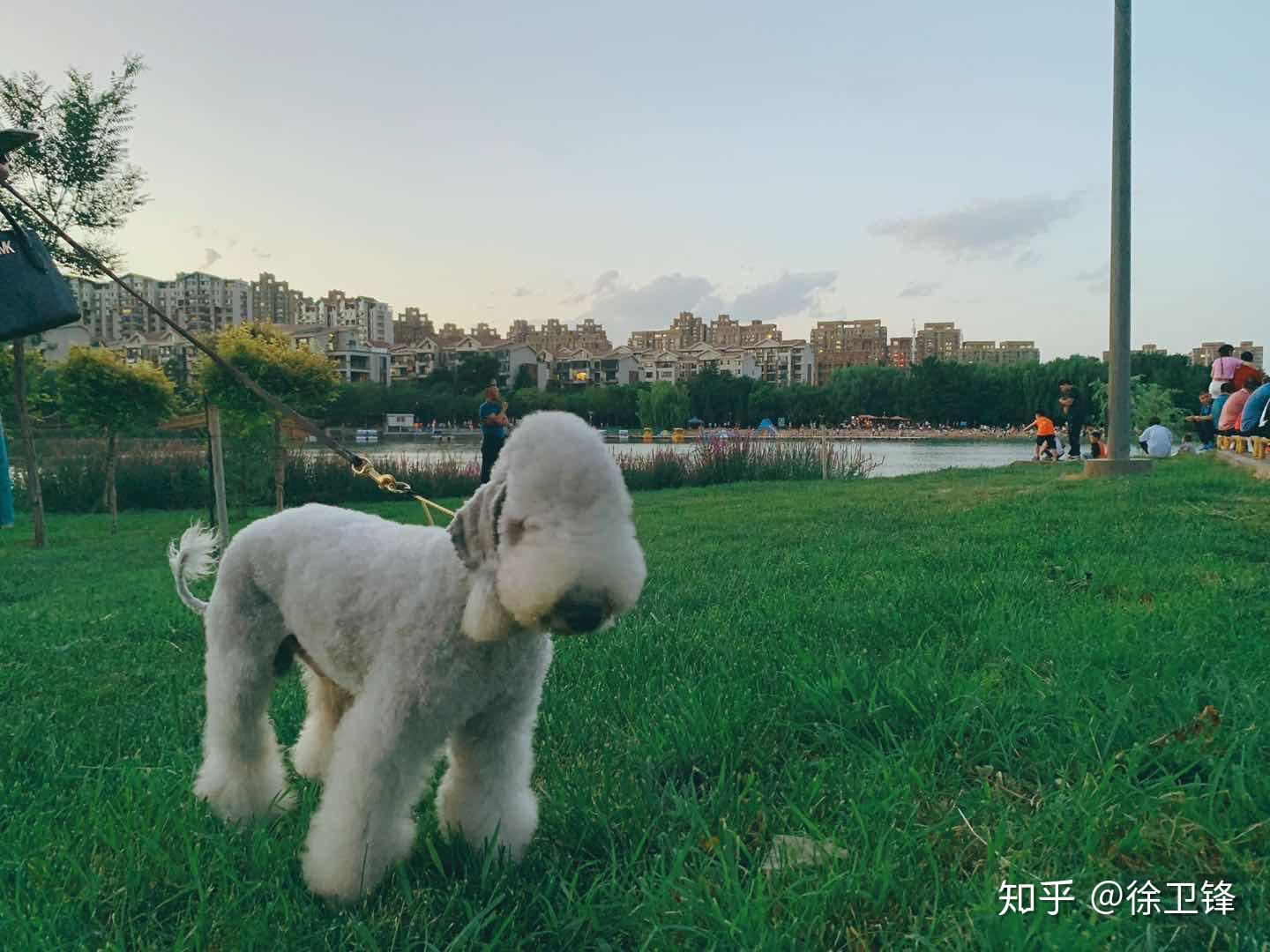 養貝靈頓梗的優缺點