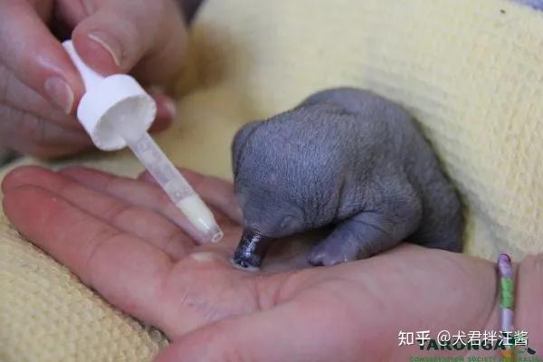 什么动物的蛋最奇怪?