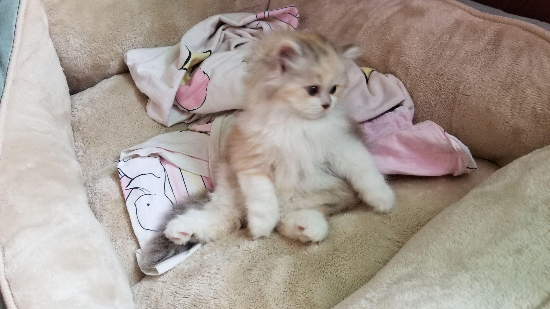 请问这只小长毛是什么猫?