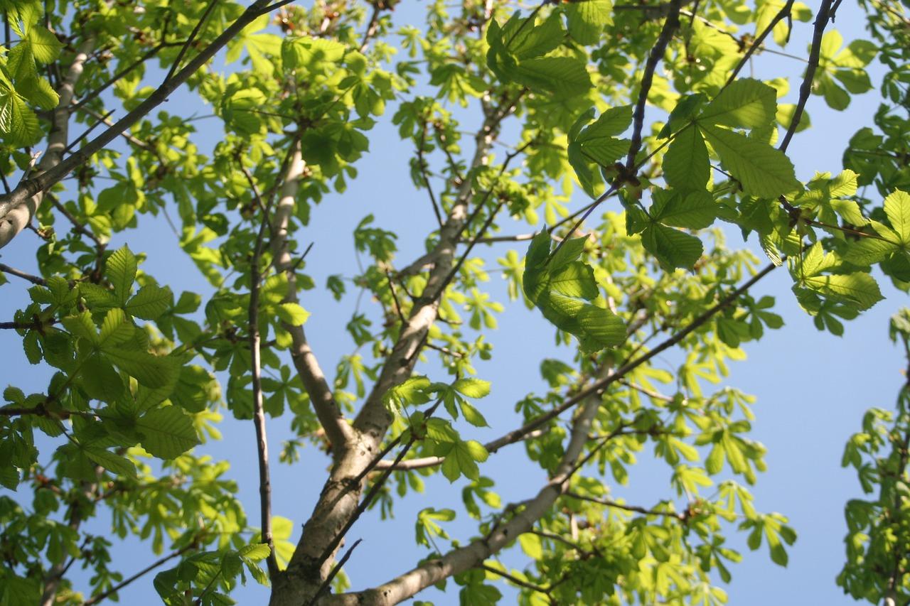板栗树种植技巧