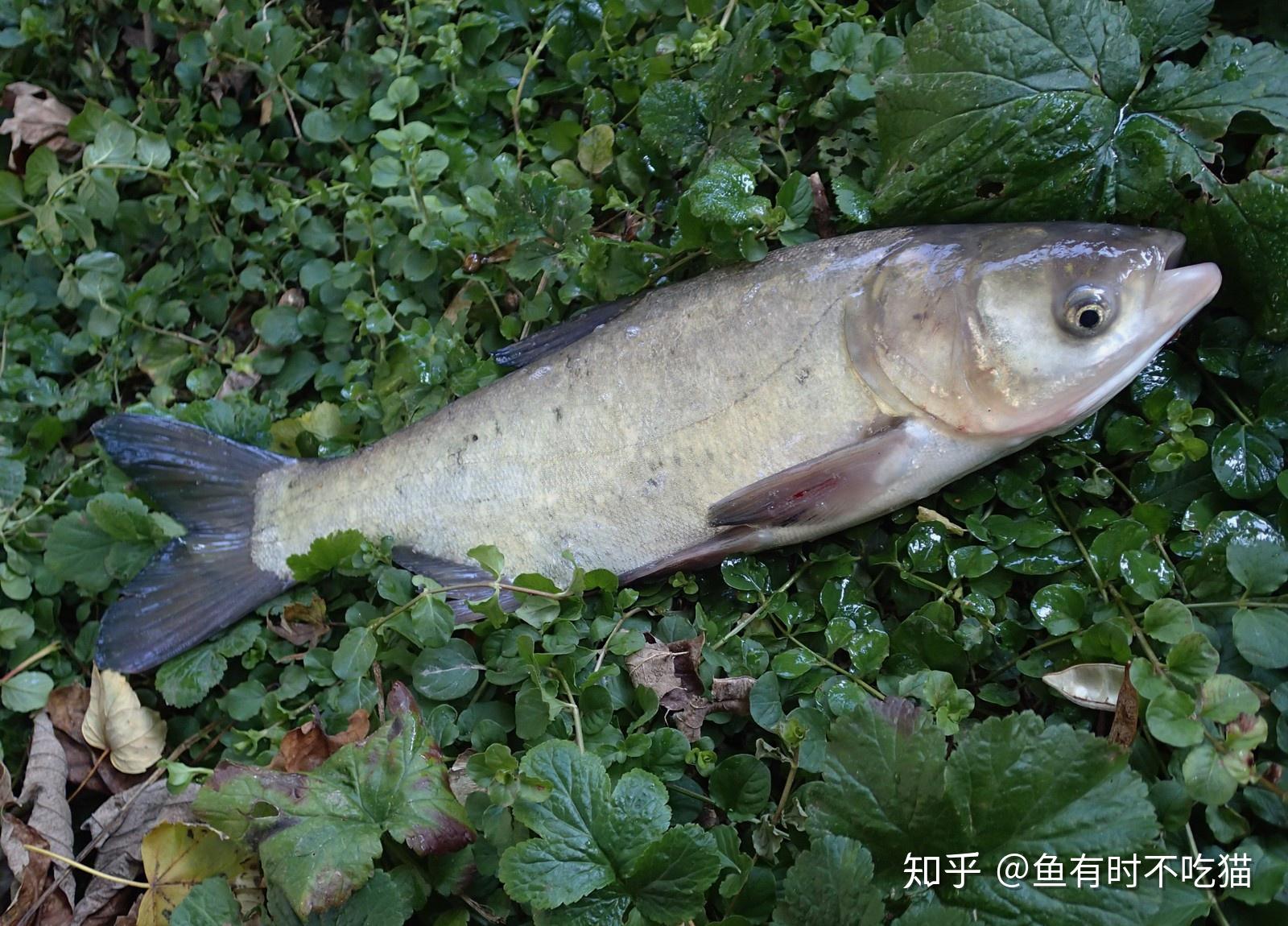 中国原生鱼北京鱼类图鉴