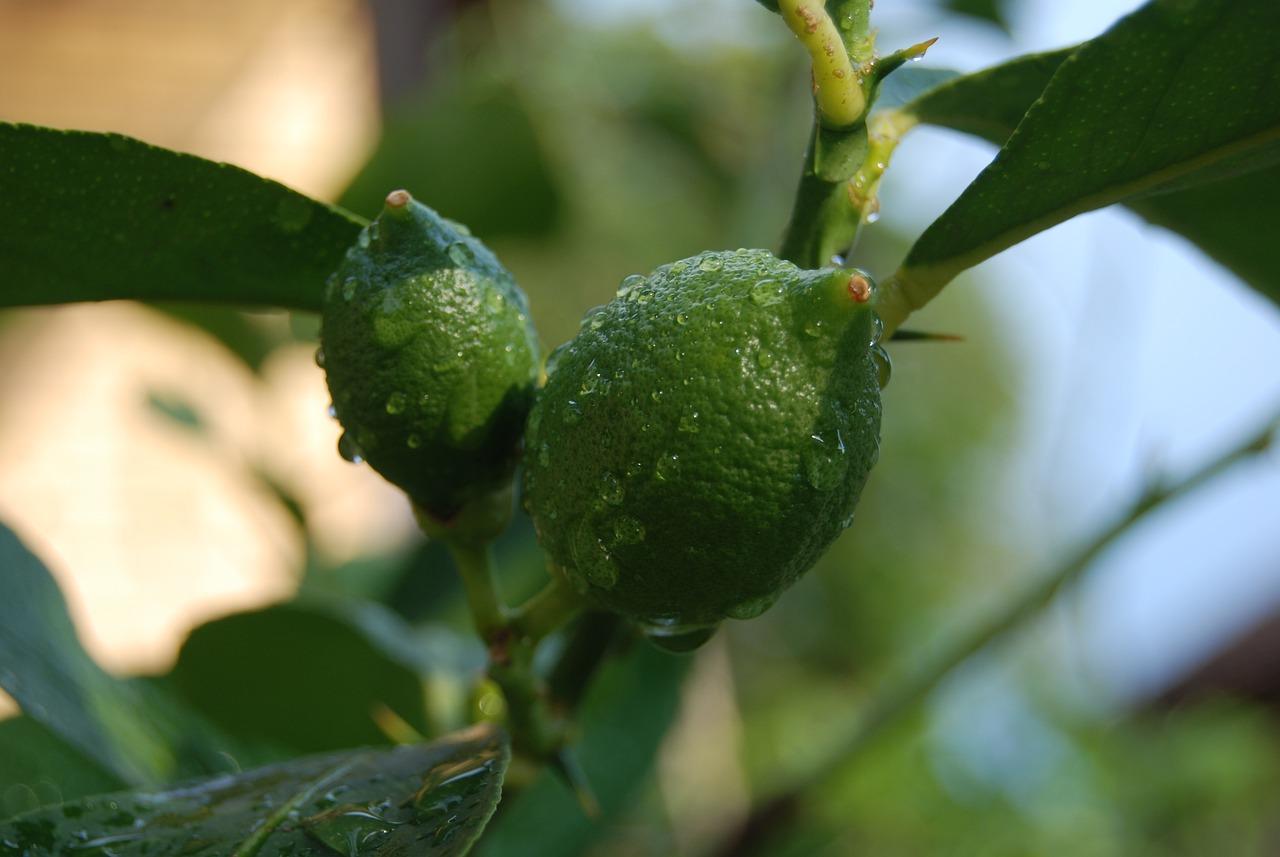 北方8月种什么蔬菜