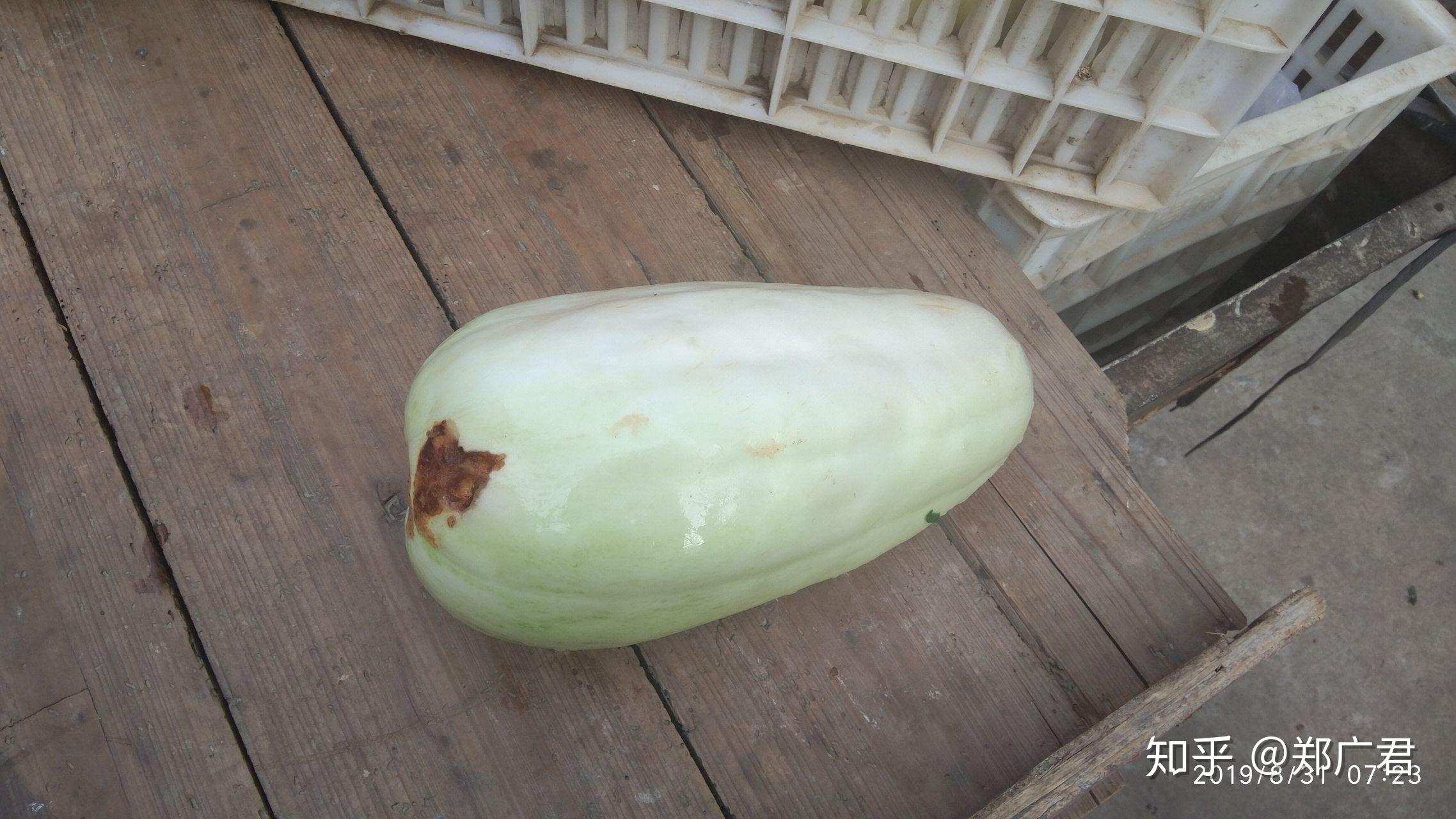 南方所说的"骚瓜"(读音)学名是什么? - 知乎