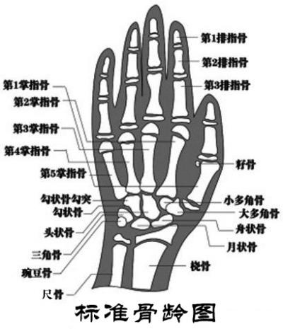 第一第二掌骨图解图片