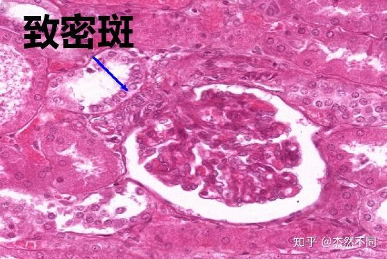 组胚实验图泌尿系统