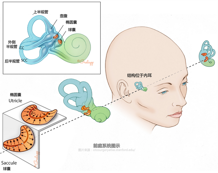 前庭康复治疗简介 - 知乎