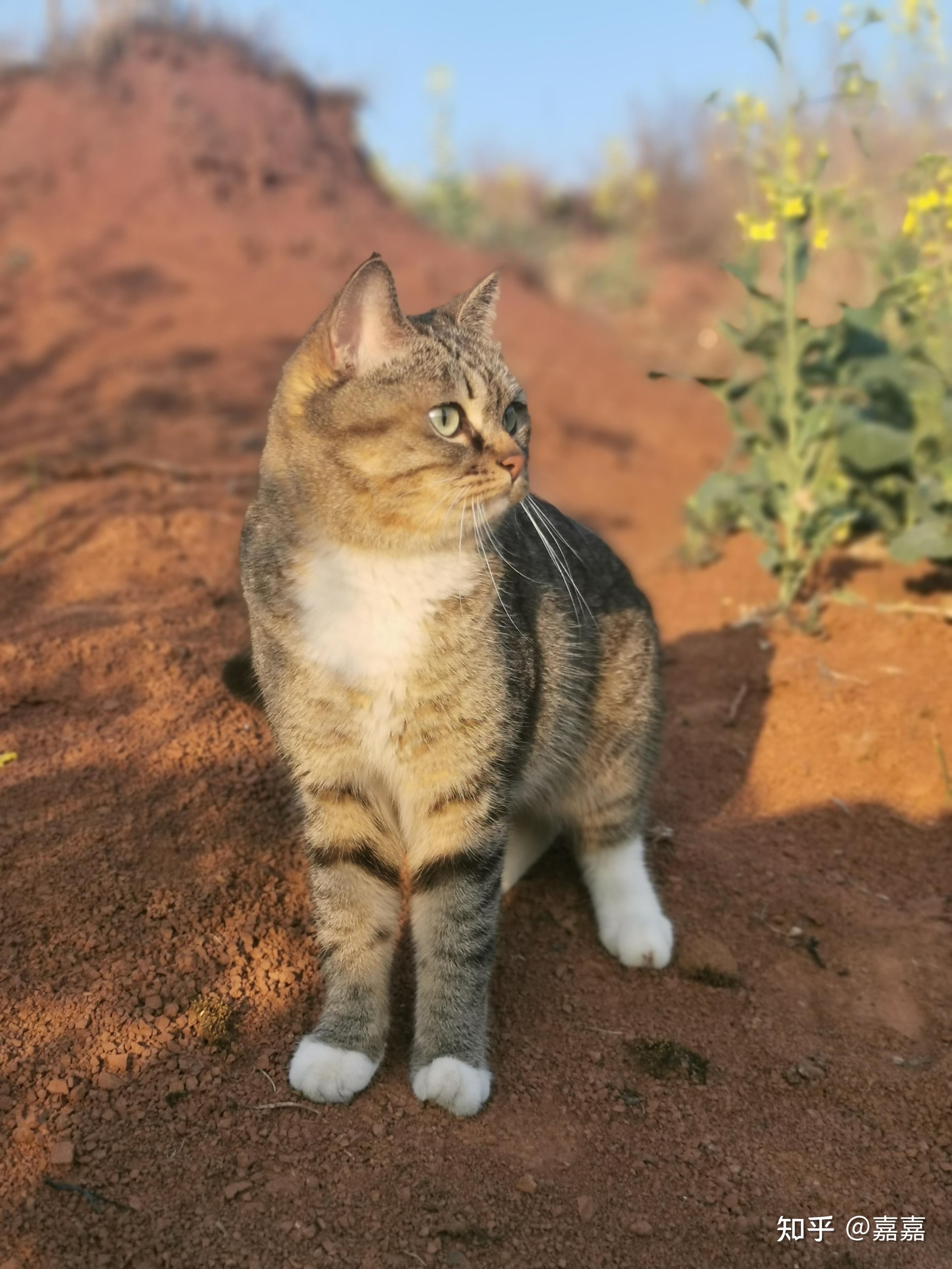 棕虎斑是狸花猫吗