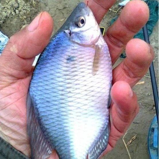 江苏男子钓到"巨型鳑鲏",比鲫鱼还大