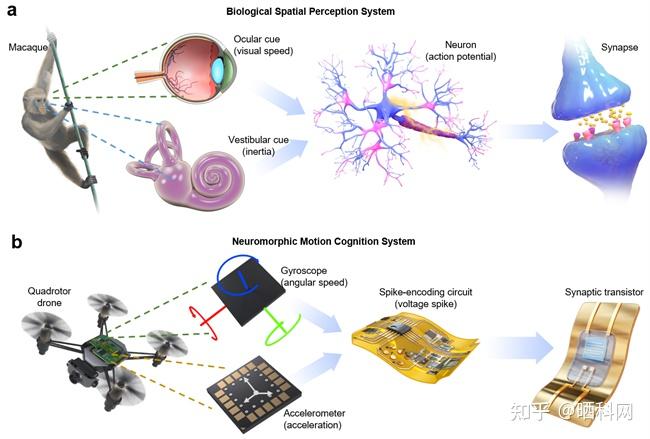 南开大学《自然·通讯》:南开团队利用人工突触器件实现大脑的感官功能 - 知乎