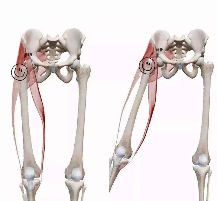 可以讓股骨(大腿骨)外旋,這對膝關節有直接的影響