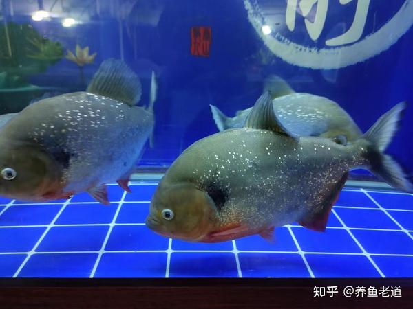 天气炎热又不断下雨 观赏鱼就会问题多多 有些细节要注意 知乎