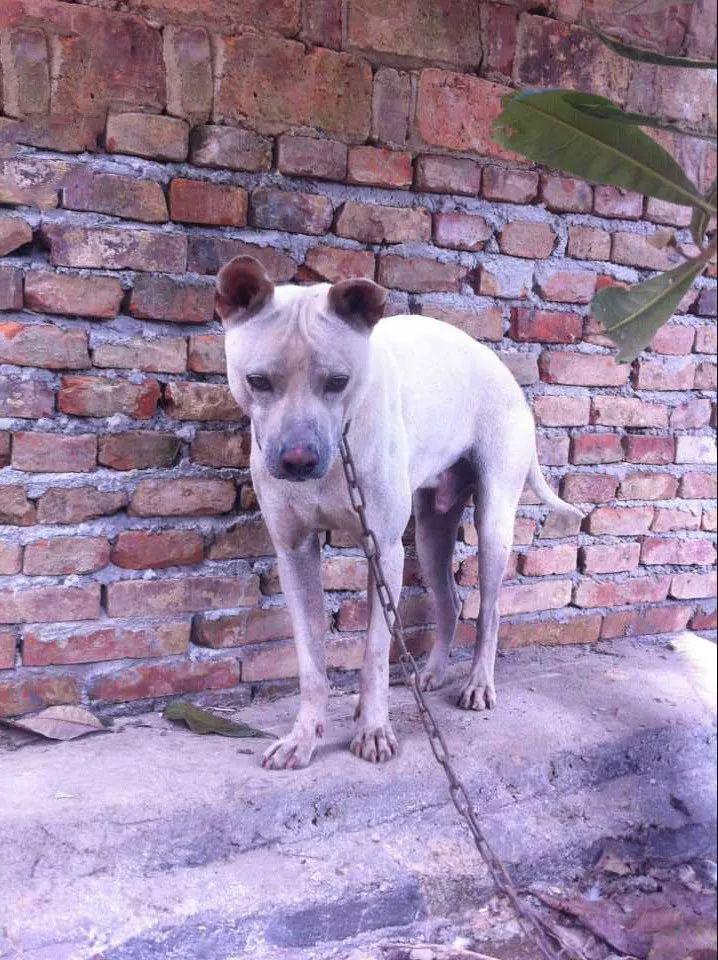 这39种中国“土狗”,其实都是超酷的品种犬! - 知乎