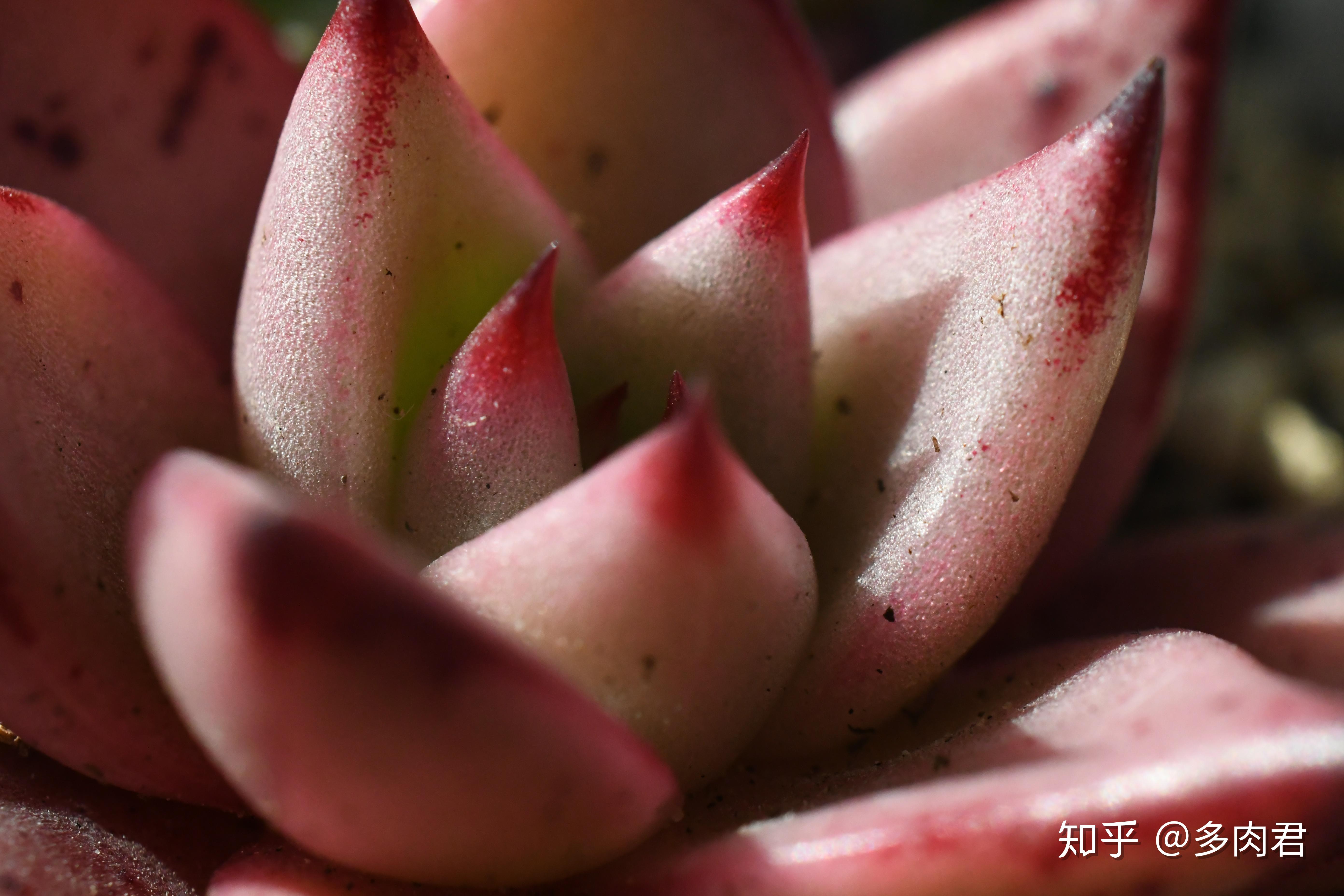 多肉水浇多了掉叶子 v2-3726255bfad9d3a61d66cac8e91e04ec_r.jpg