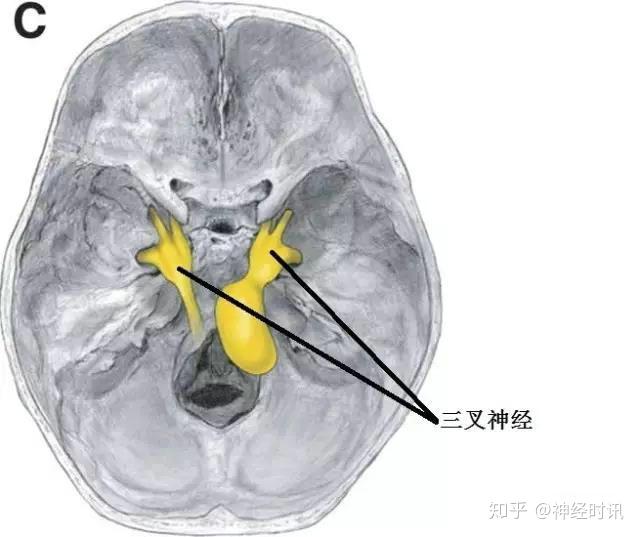 體表神經解剖三叉神經詳解