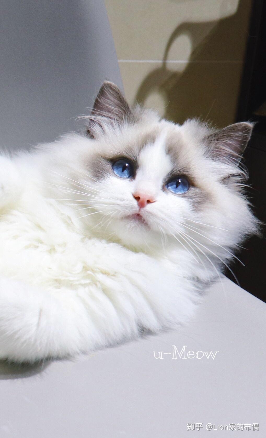 1万元左右有可能买到漂亮甜美的布偶猫吗