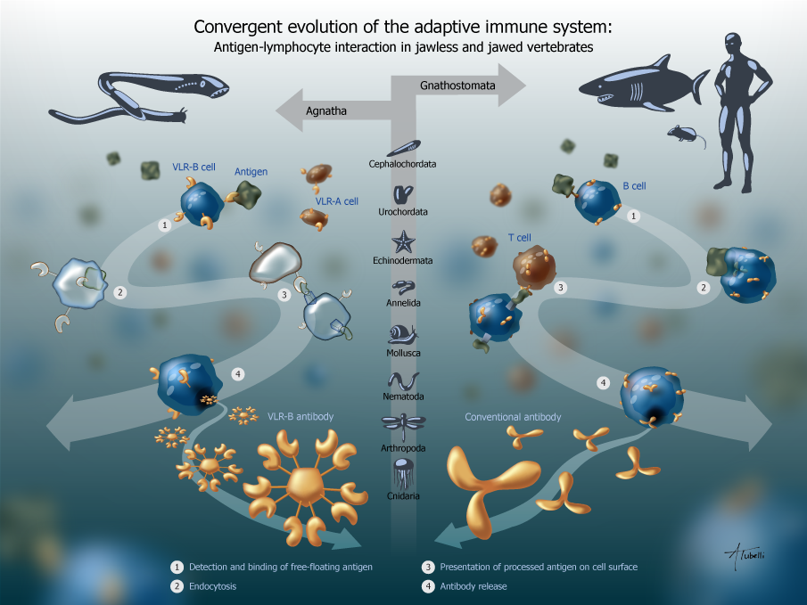 图说免疫系统immunesystem脊椎动物