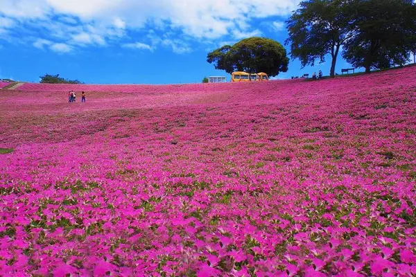 谷町君 七月 日本必去的10处绝景 知乎