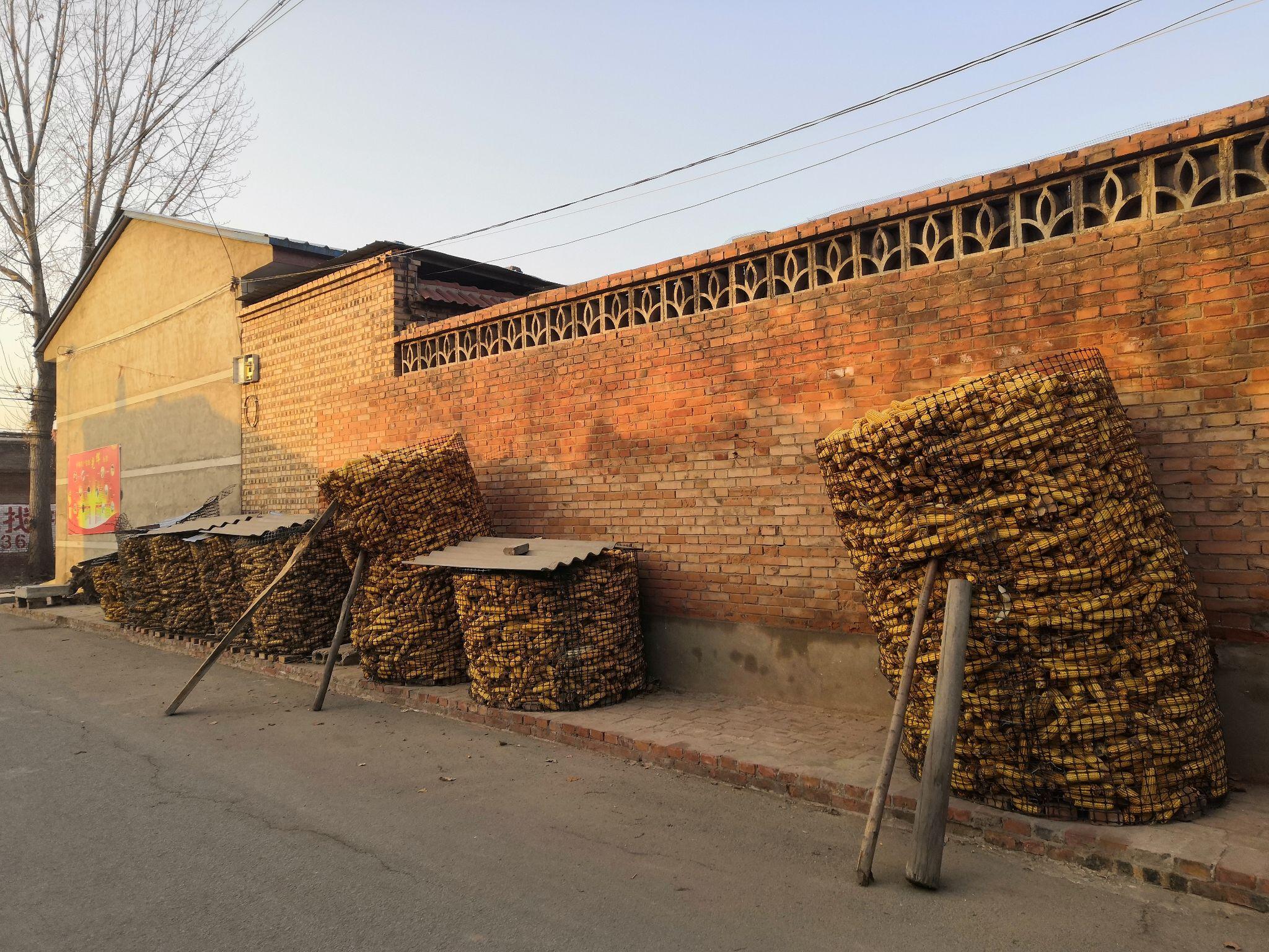 祁县农村玉米笼组图合集大全 越失败越有趣