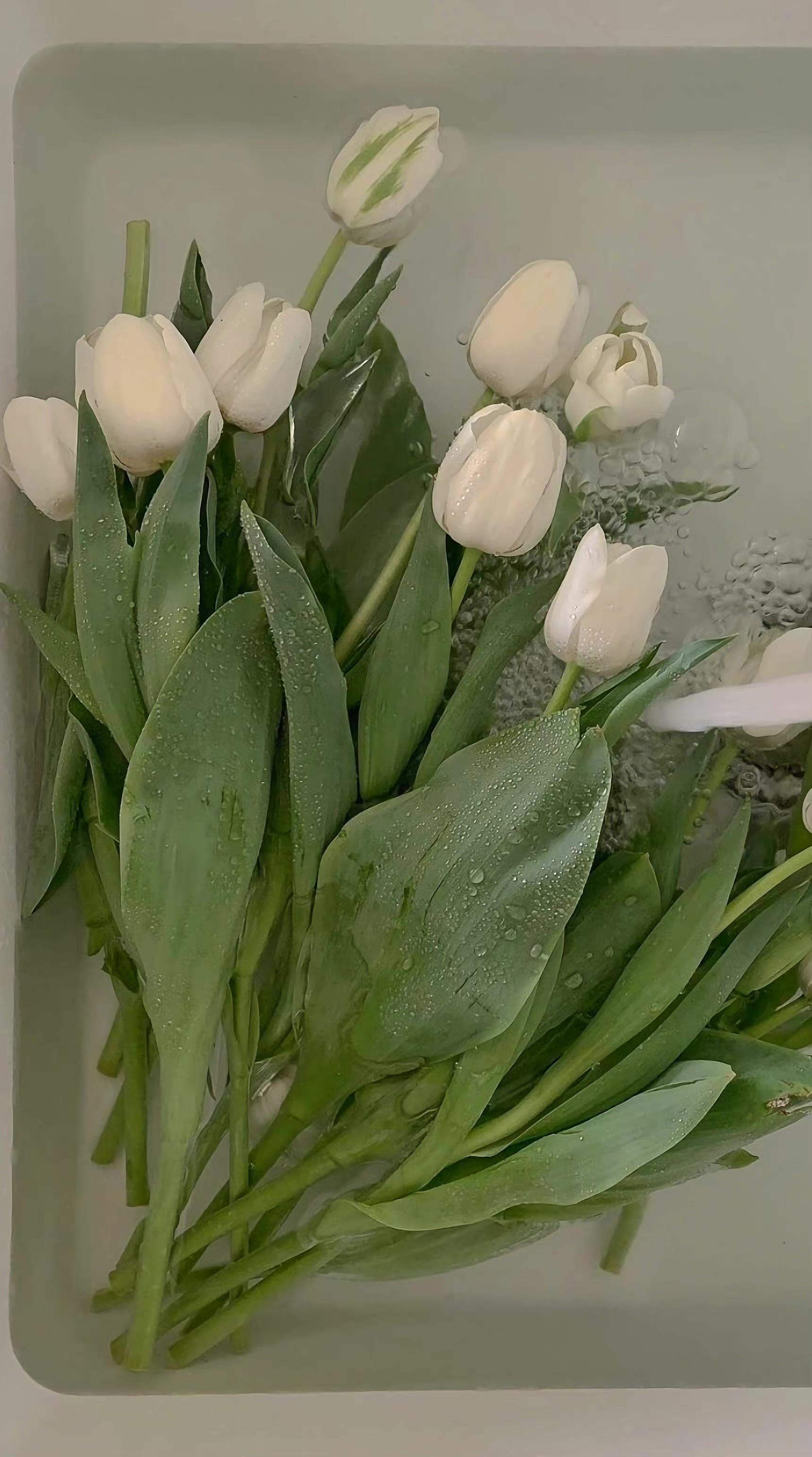 有哪些适合iphone11用的高清壁纸