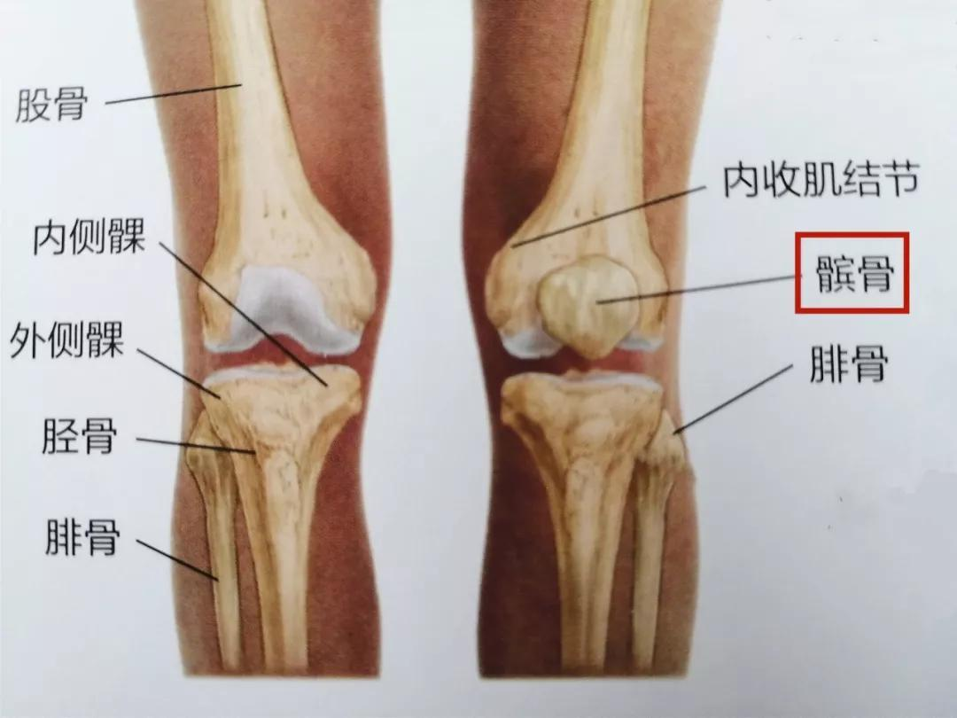 正常髌骨图片