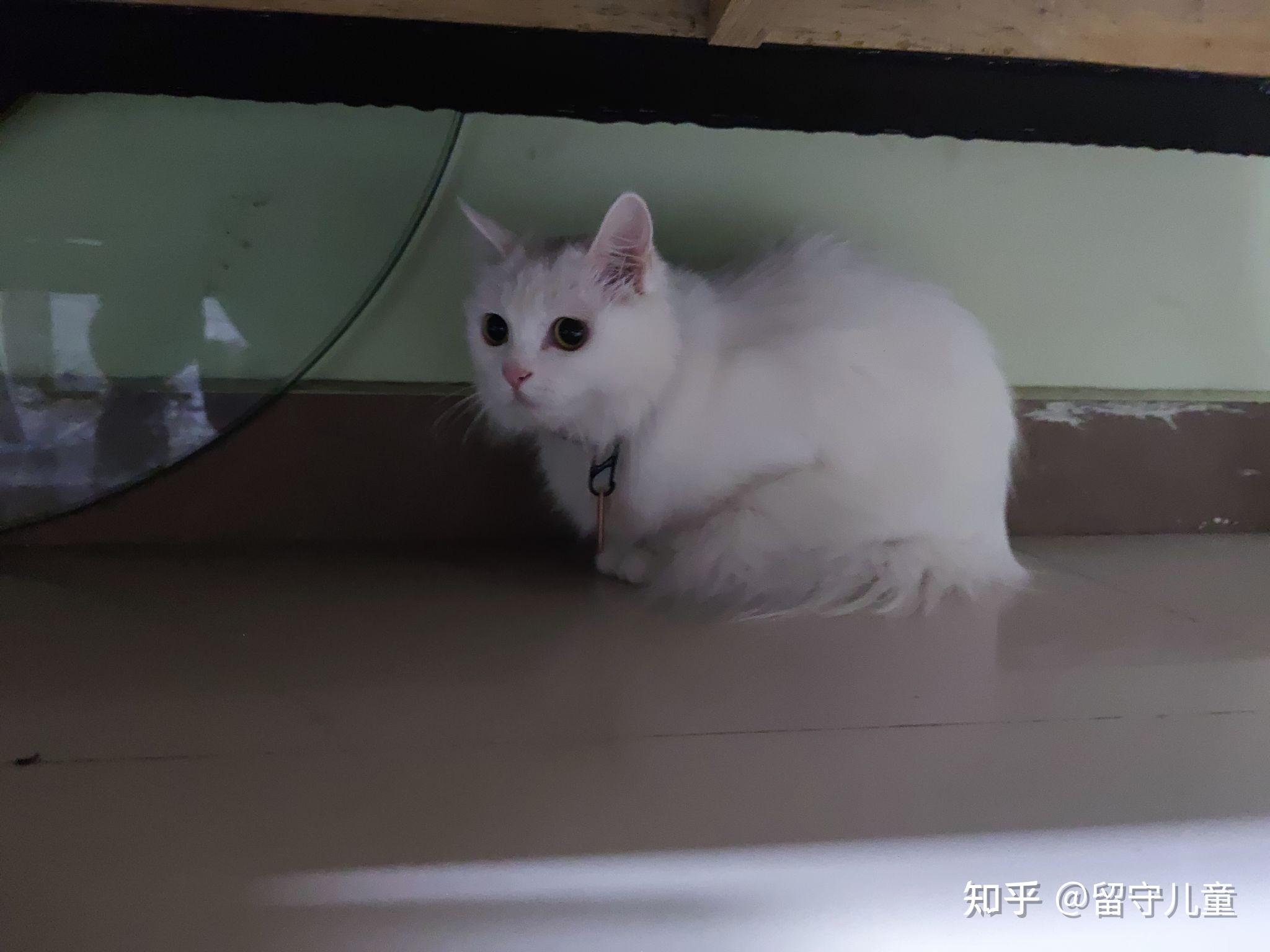 我家汤圆老好看了之前是只小野猫,感觉像狮子,又像安哥拉留守儿童