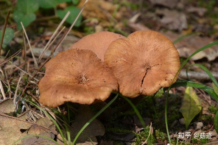 菇迹林地杯伞毒