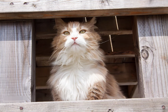 猫白血病 猫咪常见疾病科普vii 知乎 猫白血病 猫咪常见疾病科普vii 知乎