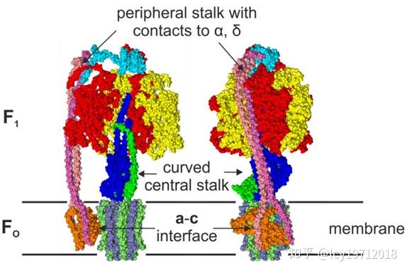 呼吸链与氧化磷酸化二