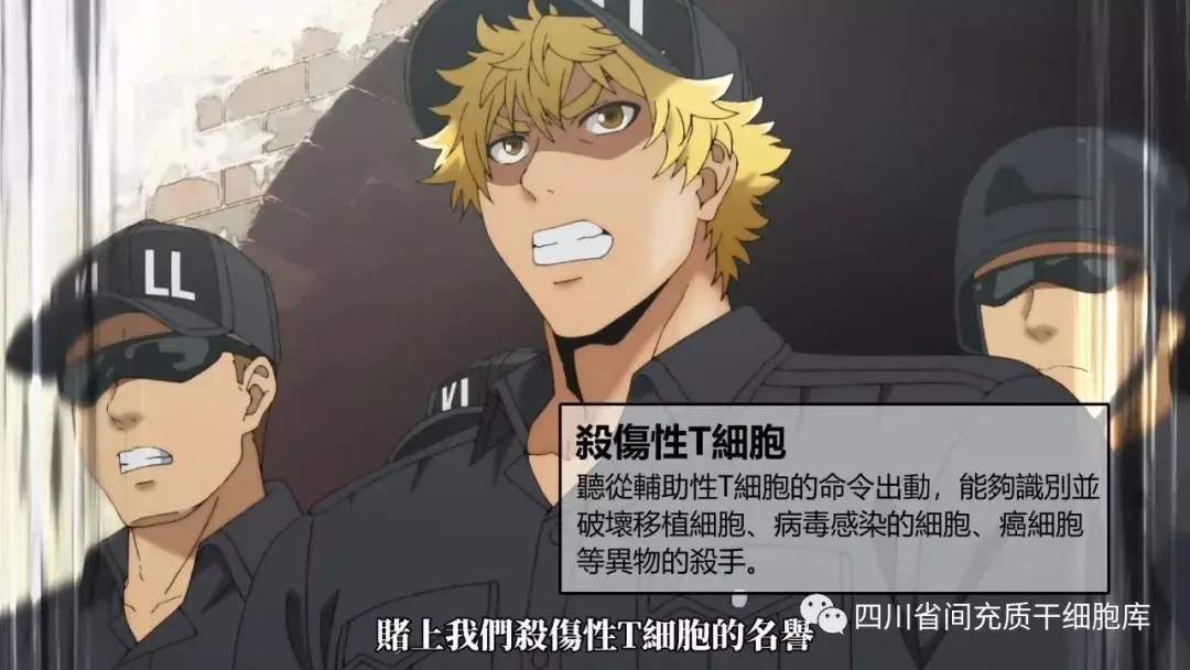 【06】强悍特警杀伤性t细胞