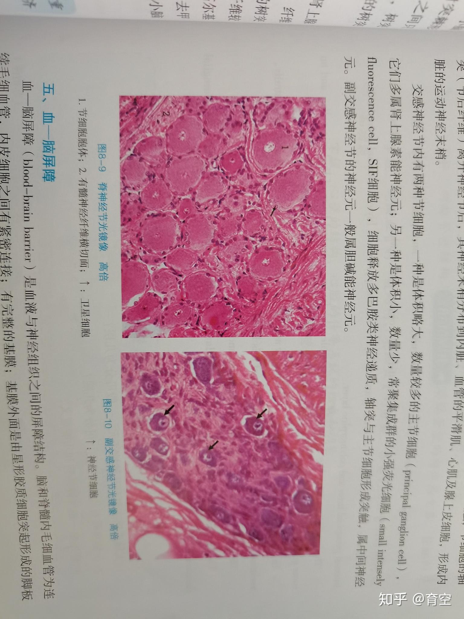 神经是许多神经纤维组成的神经纤维是轴突和长树突以及外边包裹的髓鞘