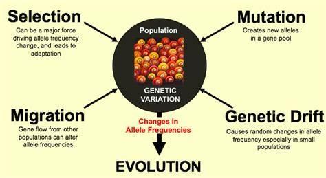 Population Genetics学习笔记(1) Genetic Drift - 知乎
