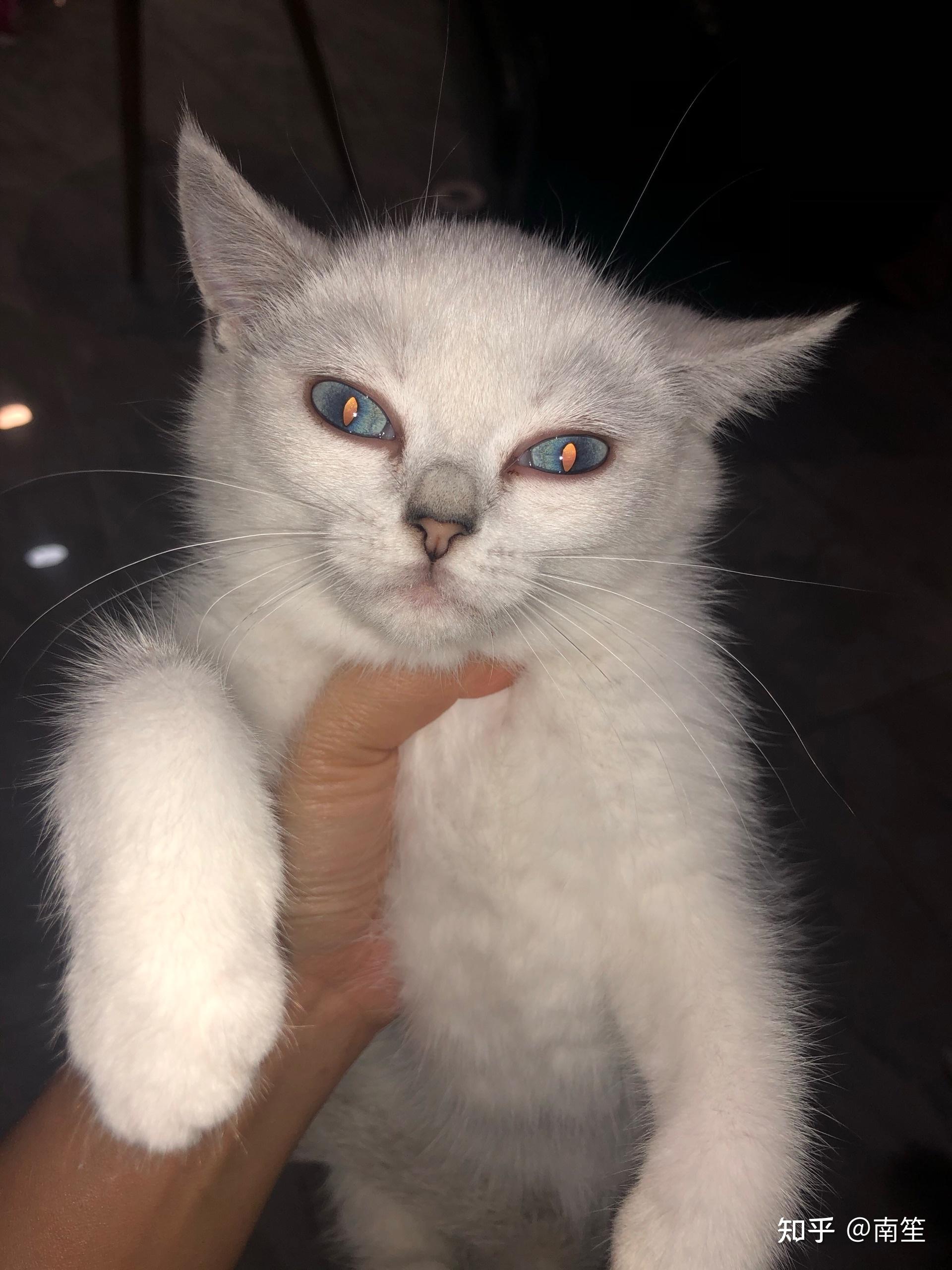 这只银点猫纯吗